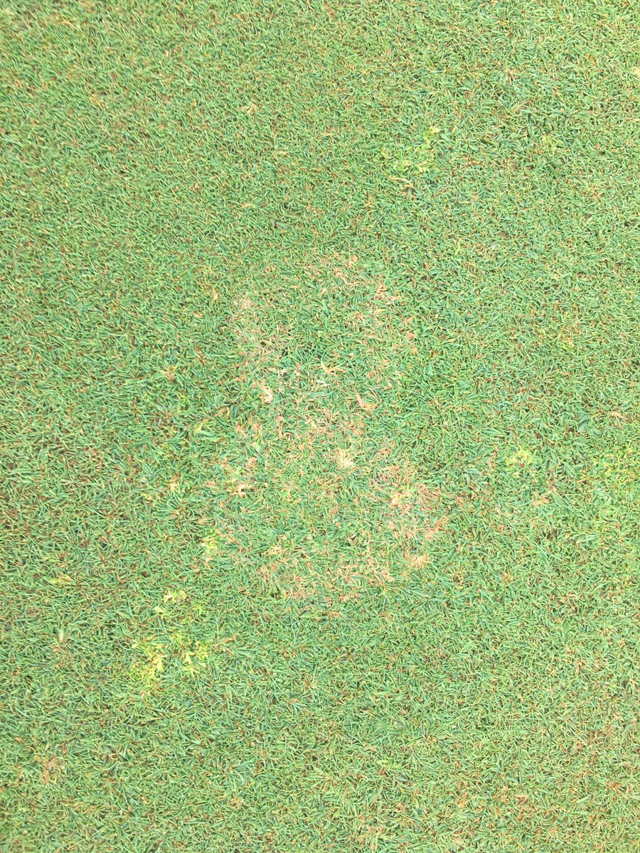 PSUTurfPests's tweet photo. Anyone want to take a guess what this is? Central PA on a bentgrass green. https://t.co/7EEAiNVNea
