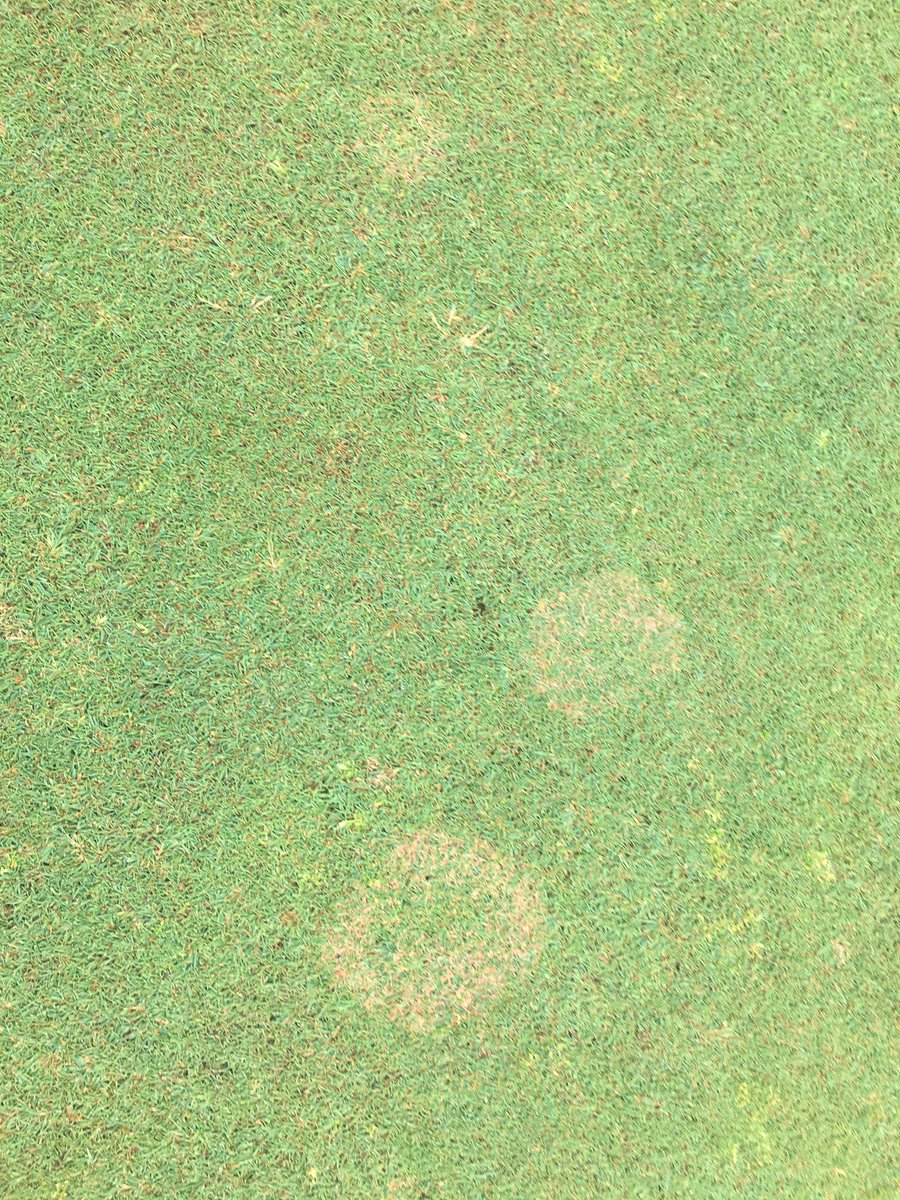 PSUTurfPests's tweet photo. Anyone want to take a guess what this is? Central PA on a bentgrass green. https://t.co/7EEAiNVNea