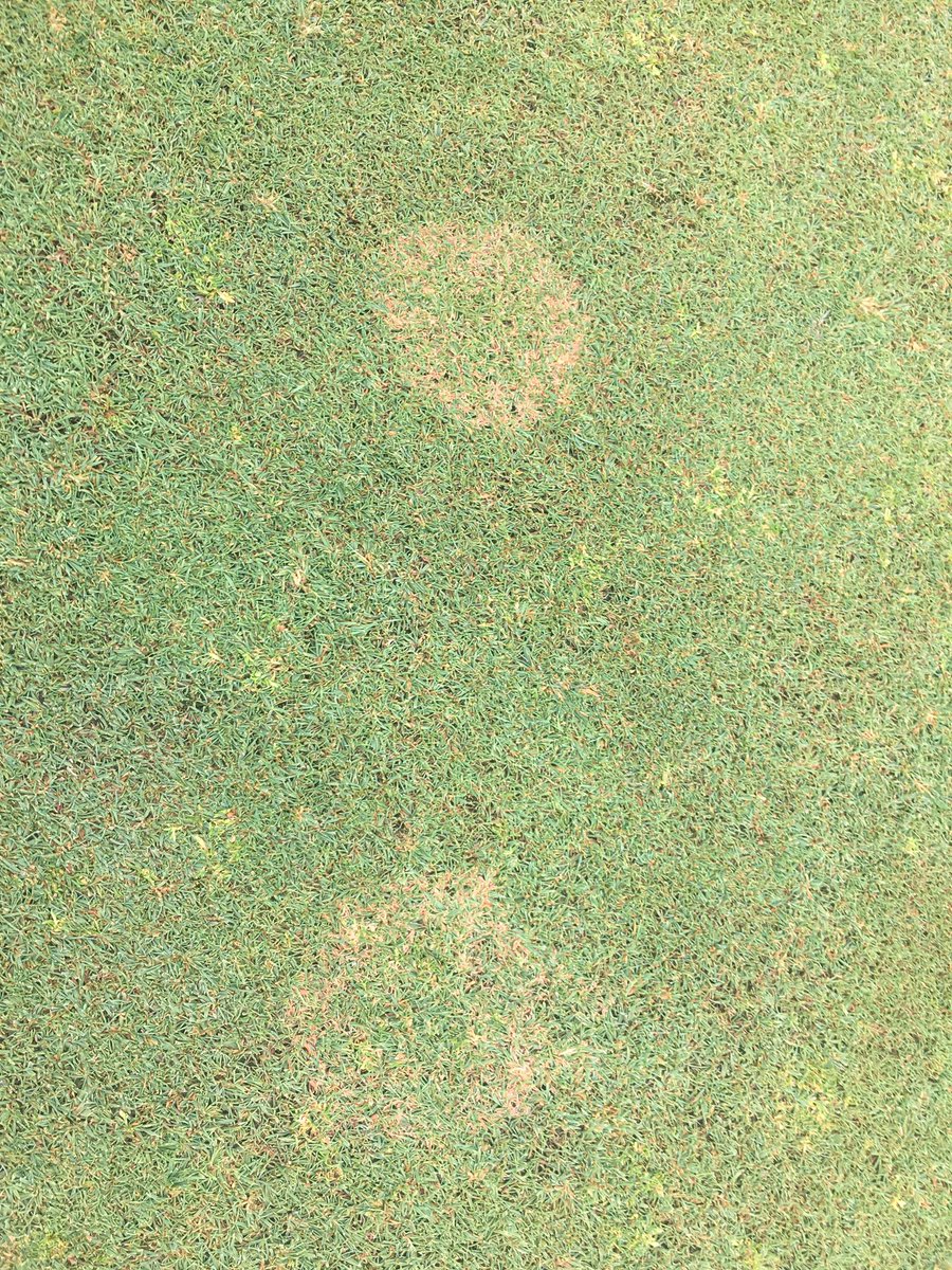 PSUTurfPests's tweet photo. Anyone want to take a guess what this is? Central PA on a bentgrass green. https://t.co/7EEAiNVNea