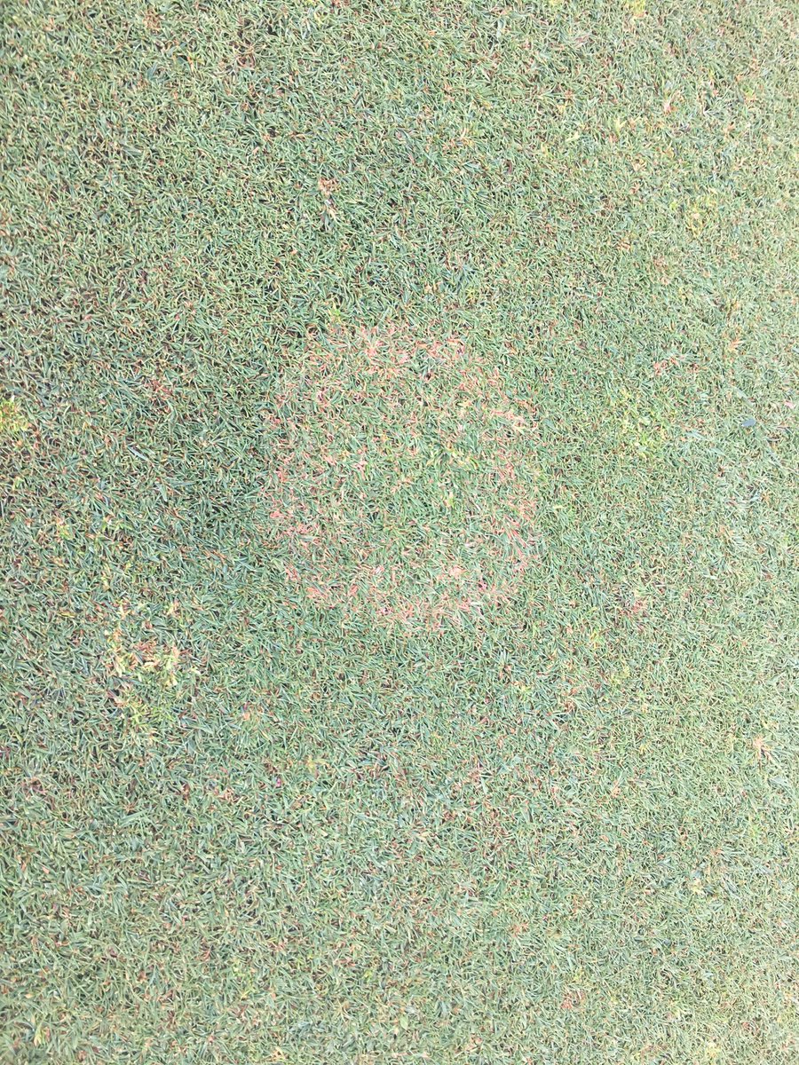 PSUTurfPests's tweet photo. Anyone want to take a guess what this is? Central PA on a bentgrass green. https://t.co/7EEAiNVNea