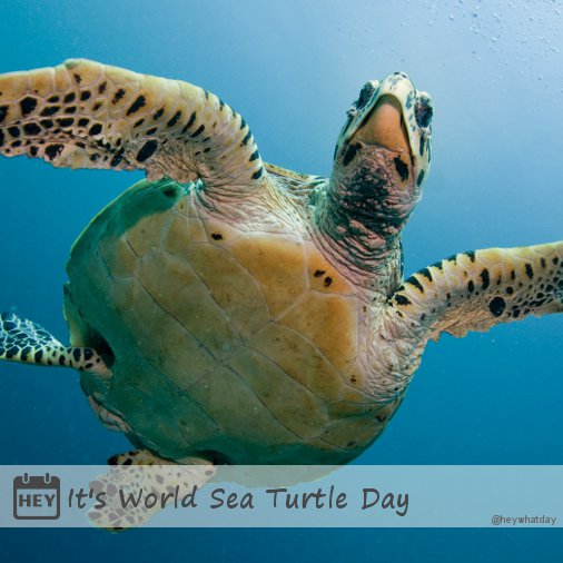 It's World Sea Turtle Day!
#WorldSeaTurtleDay #SeaTurtleDay #TartaDay