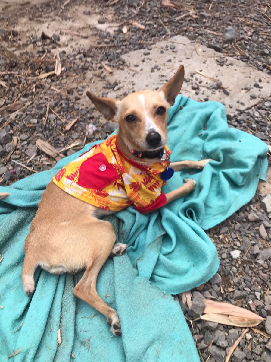 extradogdinario's tweet photo. RT Me ayudan a encontrar una familia para mi rescatado Luke? es pequeño y cariñoso #ProtocoloCompleto #AdopciónResponsable @chihuahousemx https://t.co/bbIZGt18dO