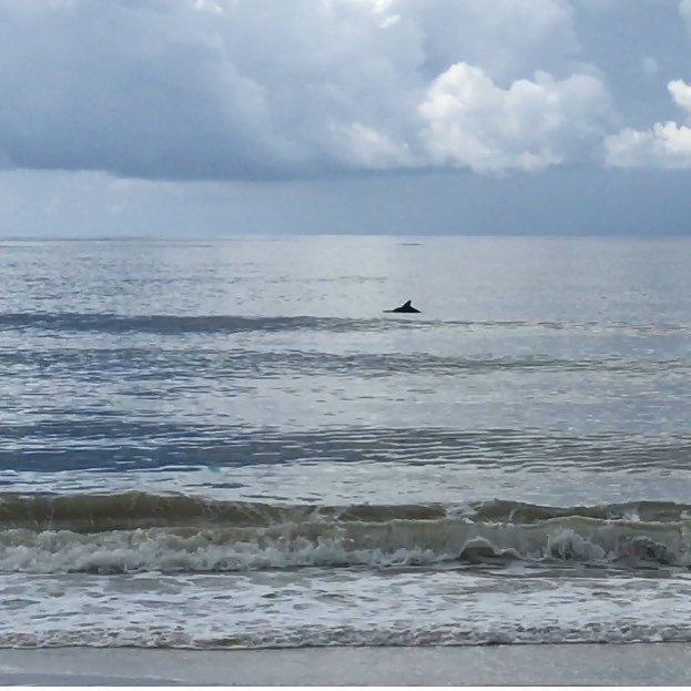 StGeorgeIsland's tweet photo. When Dolphins swim by while you're sitting on the beach #island #love #beach #florida #dolphins 📷: @haizrose12 https://t.co/9kyzf1bU4R