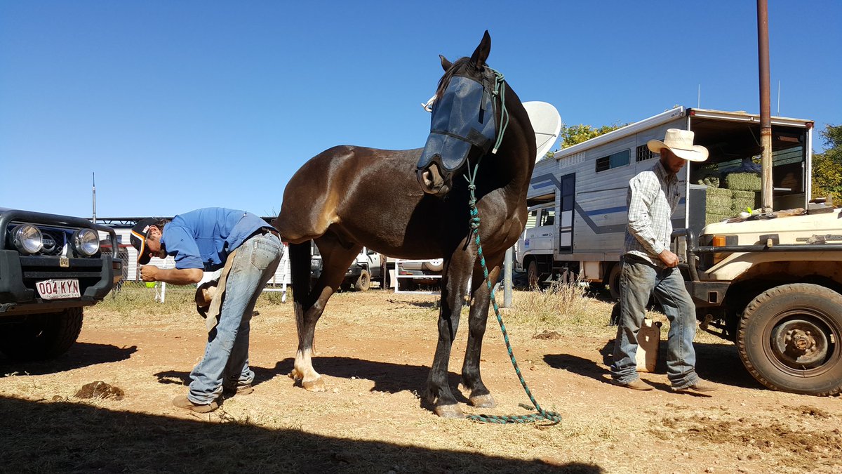 'Horses for Courses' - Ride for Bush Kids tweet media