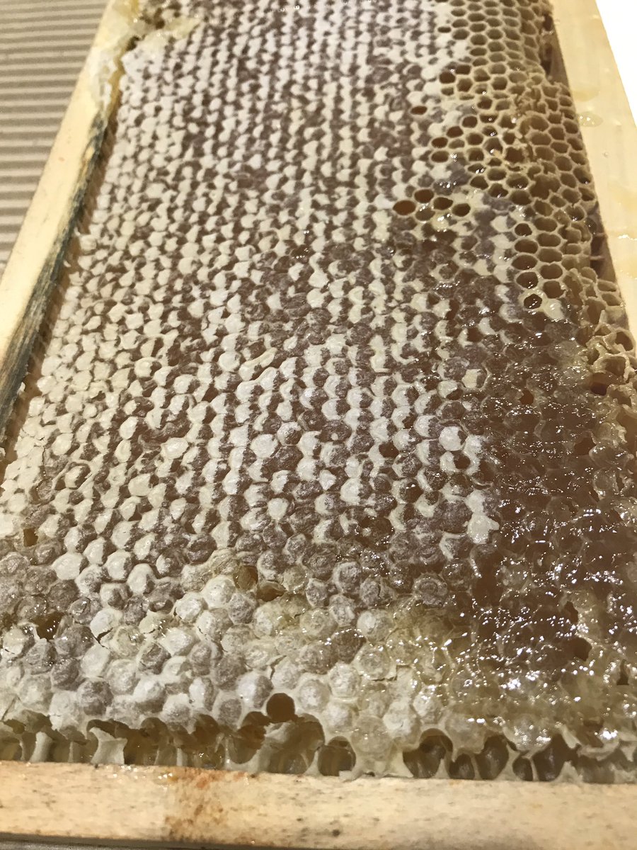 Look at this magnificent honeycomb! Thank you <a href="/planbeeltd/">Plan Bee Ltd</a>