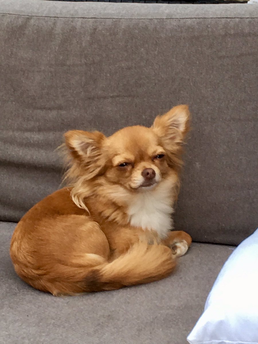 Wie heeft mouse gezien?! #kwijt #urk