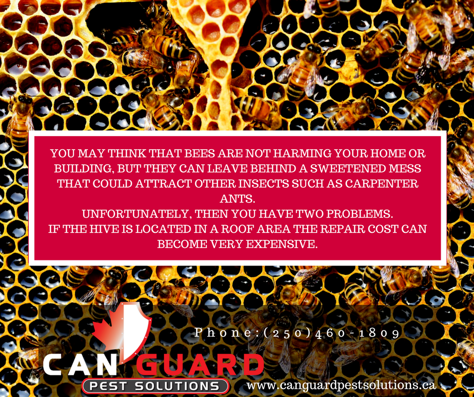 CanGuardPest's tweet photo. Bees: #PentictonBC #PestContolBC #CanGuard#YourPestControl #PestSolutionsBC https://t.co/leyJ0bYUPR https://t.co/huhRsLyTXd