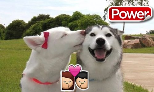 Mascotas Power tweet media
