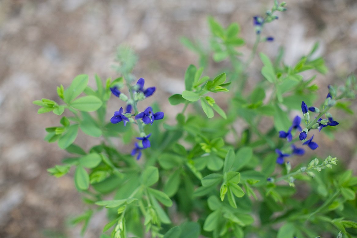 UGA Botanical Garden tweet media