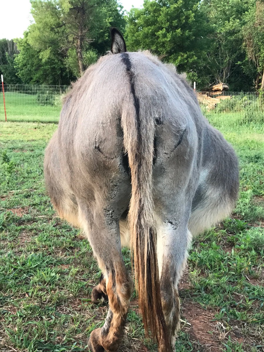 MellyBarn's tweet photo. She's ginormous! #baby #donkey #farmlife #submittedtweet https://t.co/9led3NQcLf
