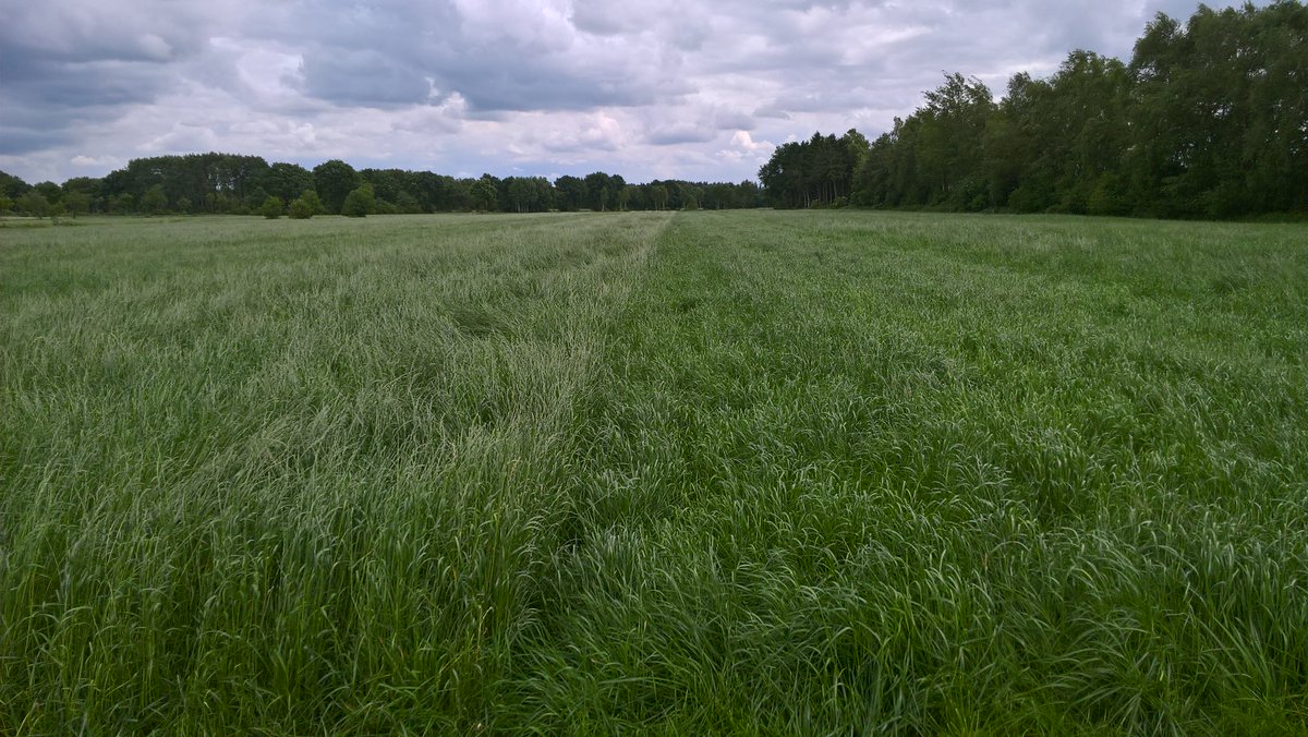 Barenbrug_CHE's tweet photo. Left or right.. Which fibre source would you feed a high productive dairy cow? #NutriFibre #forage #grass @BarenbrugGroup https://t.co/ZH4x8GYQnJ