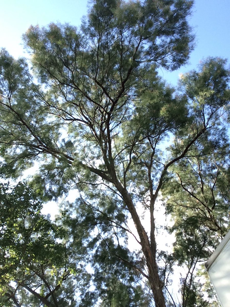 Zach_Everett1's tweet photo. Taking a break from yard work this morning. Also this tree is amazing! Beautiful + shade! #dailyinspiration #itsthesmallthings #Godisgood https://t.co/3oCnPoa3tX