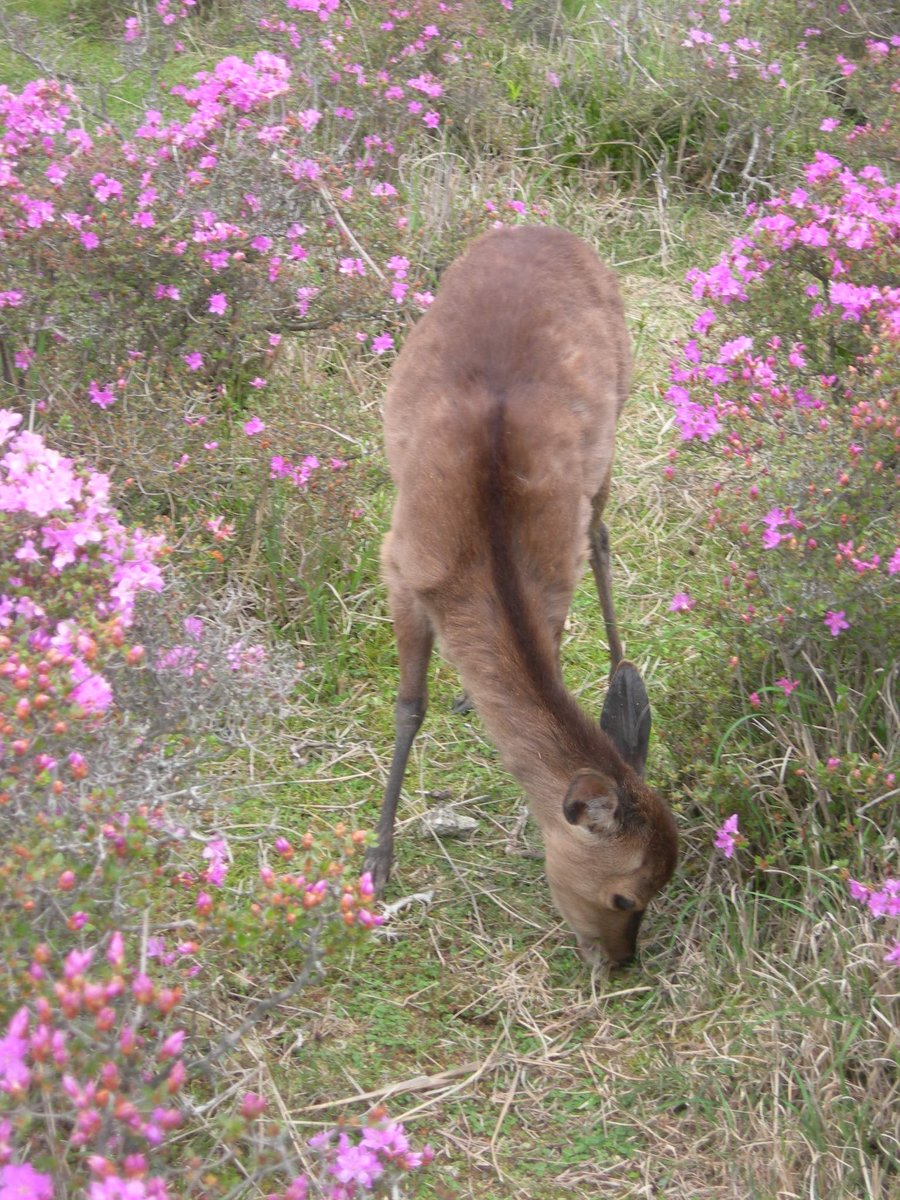 vida_japonica's tweet photo. Tstustujigaoka at Ebino Highland, #Ebino City, #Miyazaki Prefecture https://t.co/Aim0aHKJQN