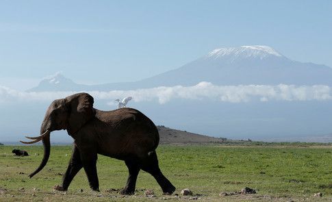 wef's tweet photo. Elephant DNA could help revolutionise cancer treatment. This is how https://t.co/2tGoJU9nQA #health https://t.co/qN4NSkWmSC