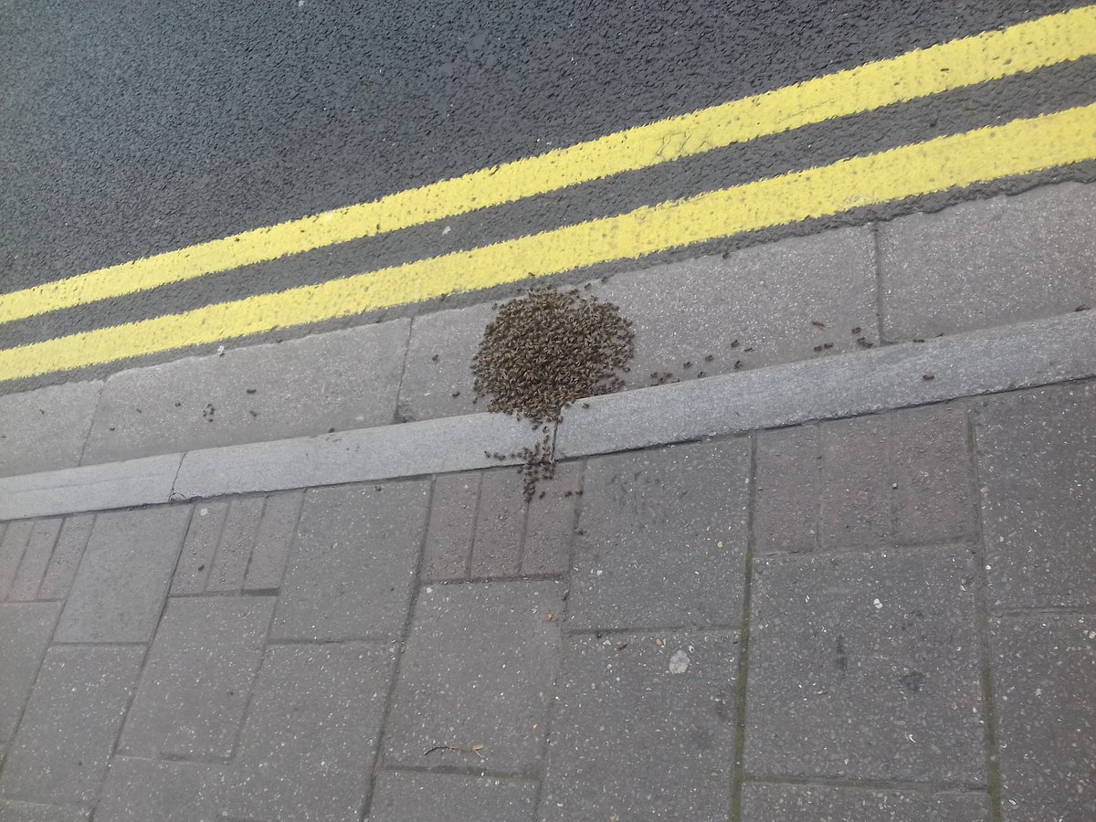 savewomanbyst's tweet photo. @cardiffcouncil @Merryse235 not sure who to contact. Stray swarm of bees on Westgate st, opposite gatekeeper. Amy suggestions? #beesolutions https://t.co/3rsJvXTWoK