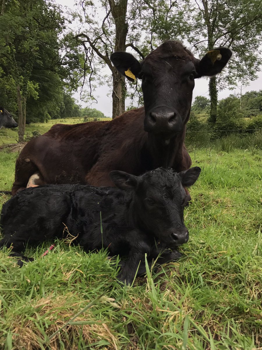 farmingmadire's tweet image. Mamma and baba #calving17