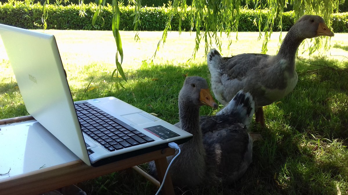 AlanGalDevWeb's tweet image. Développeur de campagne
#dev #web #campagne #oies