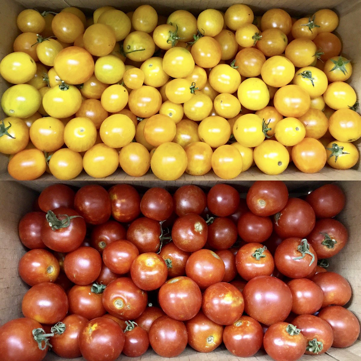 ChefsProduce's tweet image. Beautiful organic cherry tomatoes in house for the weekend. Locally grown 35 miles north in McKinney, Texas! @purelandorganic
