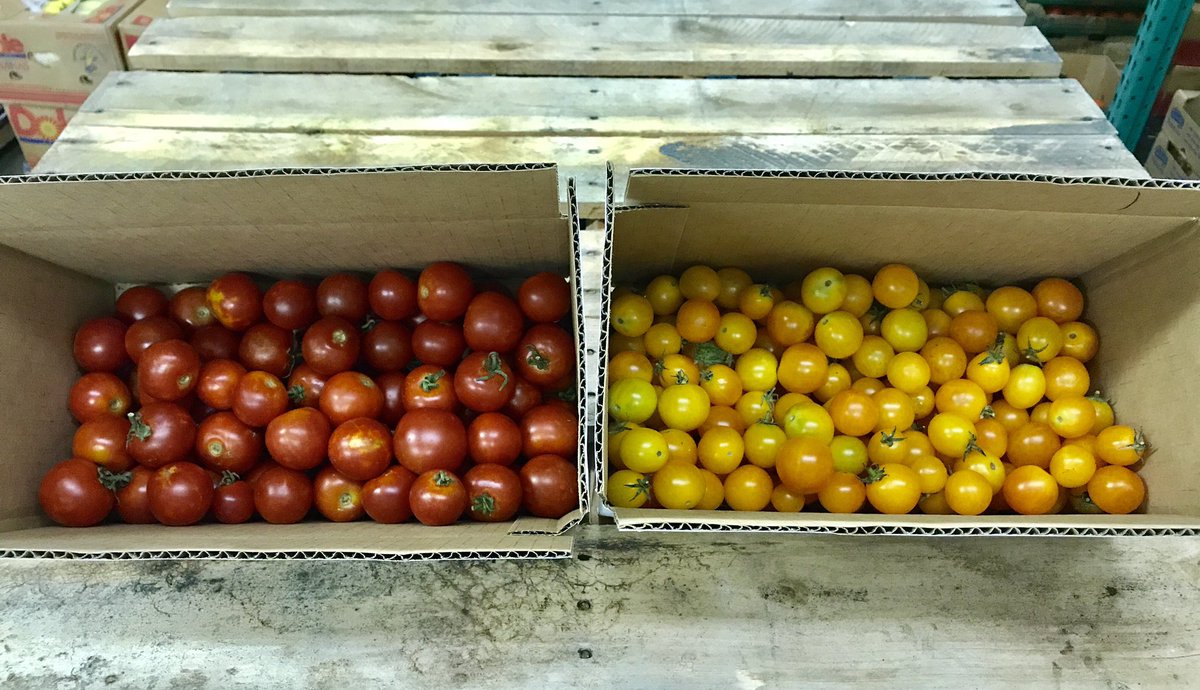 ChefsProduce's tweet image. Beautiful organic cherry tomatoes in house for the weekend. Locally grown 35 miles north in McKinney, Texas! @purelandorganic