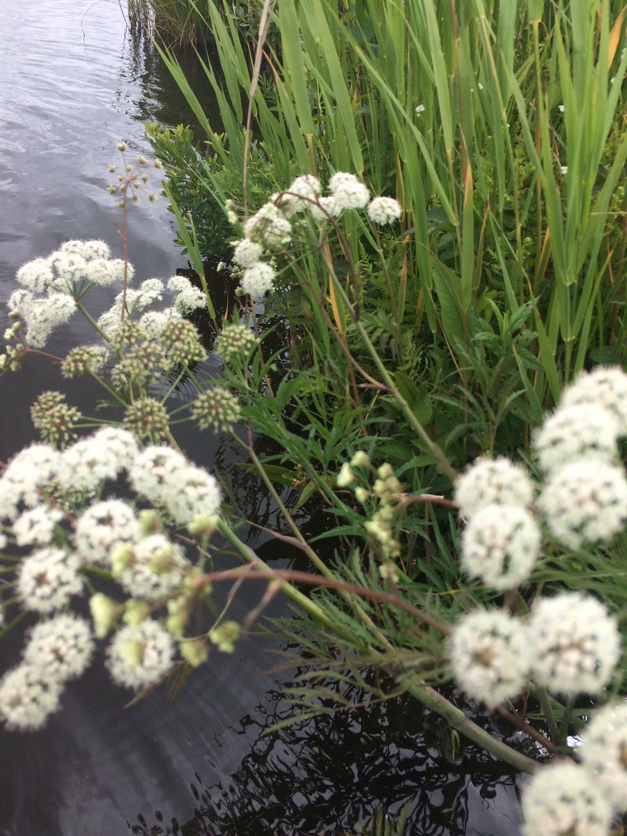 #nieuwkoopnatuuur #waterscheerling hiermee roeiden de Romeinen hun vijanden mee uit. Heel giftig