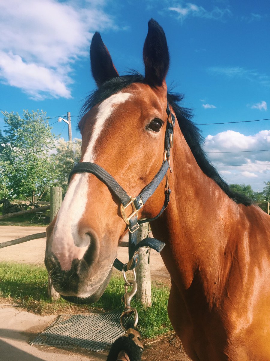MGstablesWpg's tweet photo. Sylvie is such a sweet mare π #boardingstable #winnipeg https://t.co/fIDZUY17hb