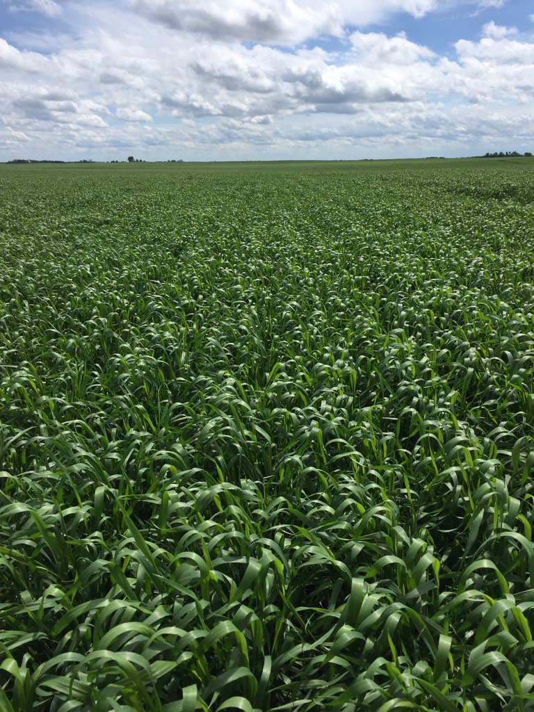 Get surprised how fast fungicide season comes every year. Main stem flag leaf out on some #brandon spring wheat
