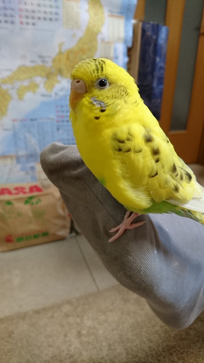 dawn_light's tweet photo. 6月12日に東久留米市小山宅からセキセイインコの黄ハルクインが逃げました。手乗りの雄です。なにか情報が有りましたらリプください。たいせつな家族です。#拡散希望#東久留米市#清瀬市#新座市#インコ捜索 https://t.co/zcwWkbjtNH