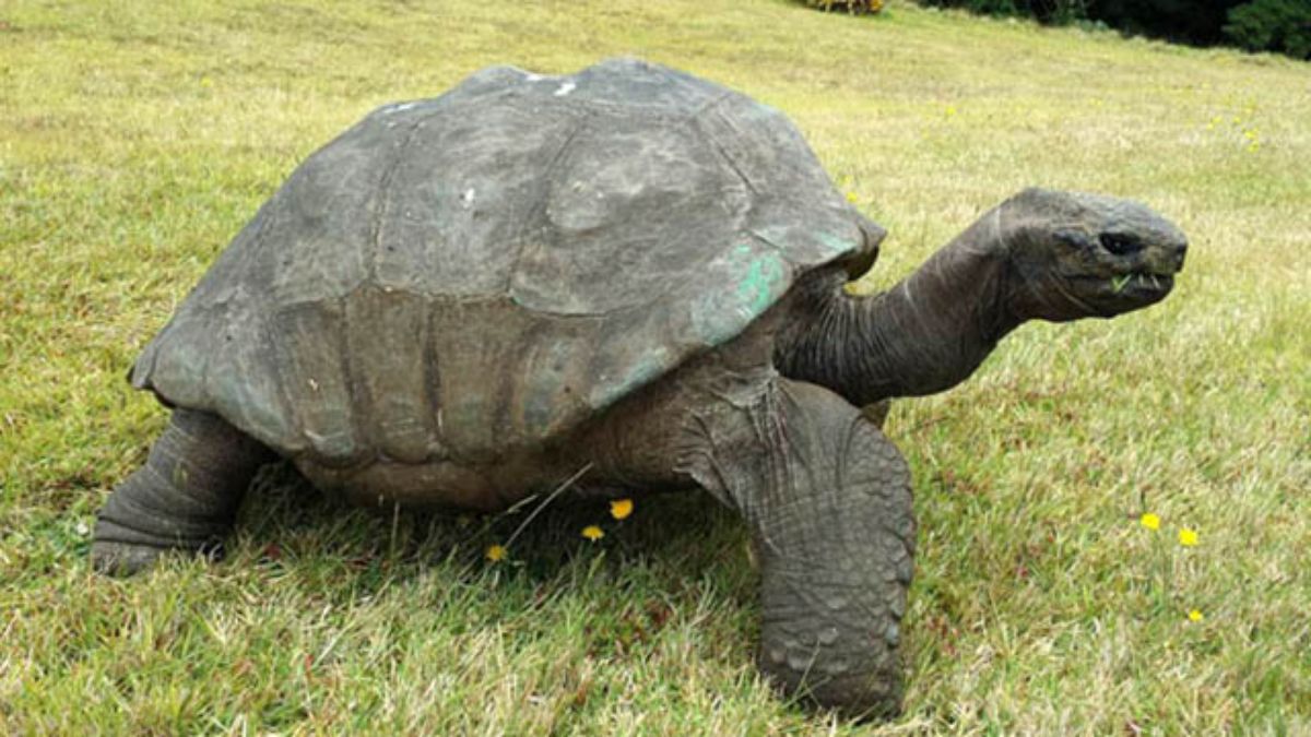 This Tortoise Is 182 Years Old. So Why Hasn’t He Stopped History’s Greatest Atrocities? clckhl.co/5tX4IBN