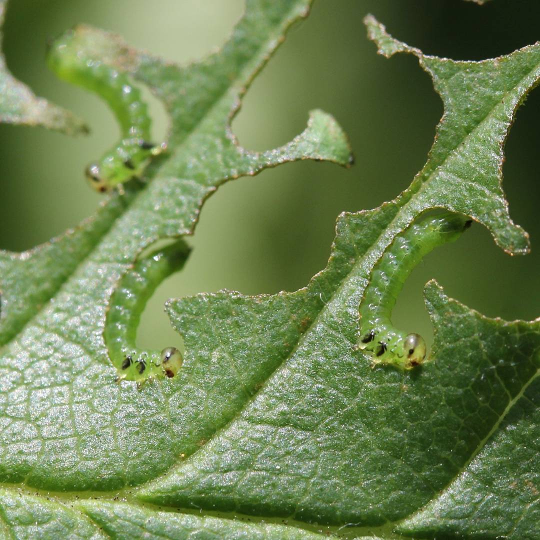 Invented the term #WigglyNibblers today with these elm devourers #barnescommon #30DaysWild <a href="/NatureUK/">NatureUK</a>