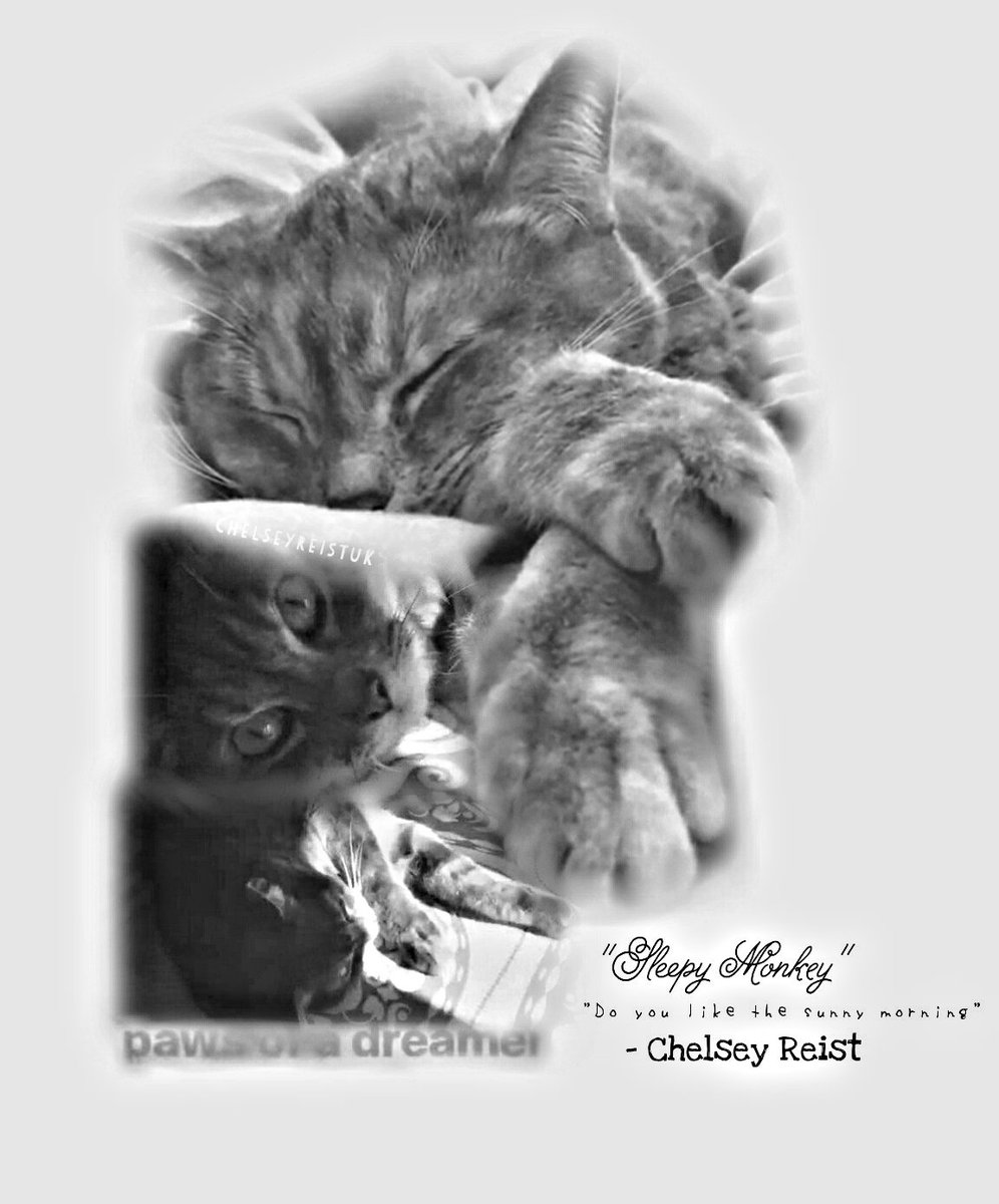 Dailycusick's tweet photo. @ChelseyReist adorable "sleepy Monkey" 😍

-

I'm such a huge cat lover cats are the cutest 

-

#chelseyreist https://t.co/c3q72SsJU0