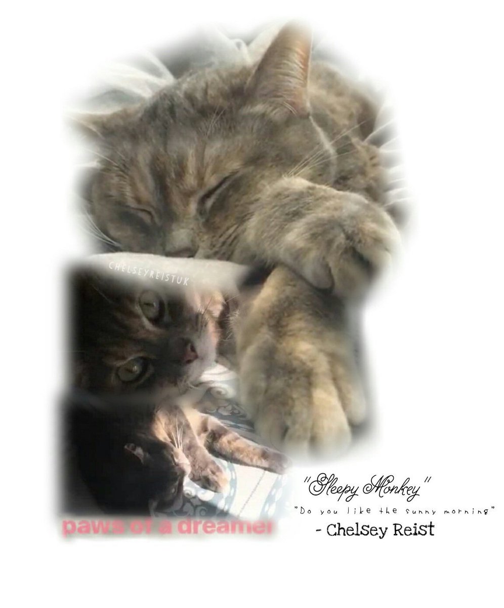 Dailycusick's tweet photo. @ChelseyReist adorable "sleepy Monkey" 😍

-

I'm such a huge cat lover cats are the cutest 

-

#chelseyreist https://t.co/c3q72SsJU0