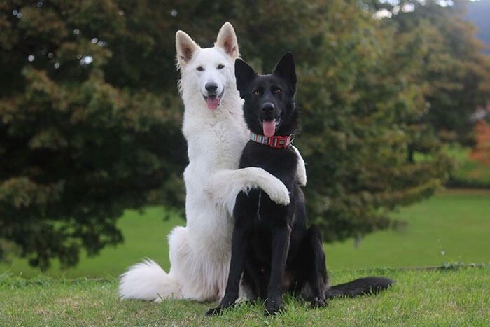 MISTER_GIA's tweet photo. these dog wedding photos will make your day https://t.co/Wg2TAnjnV9