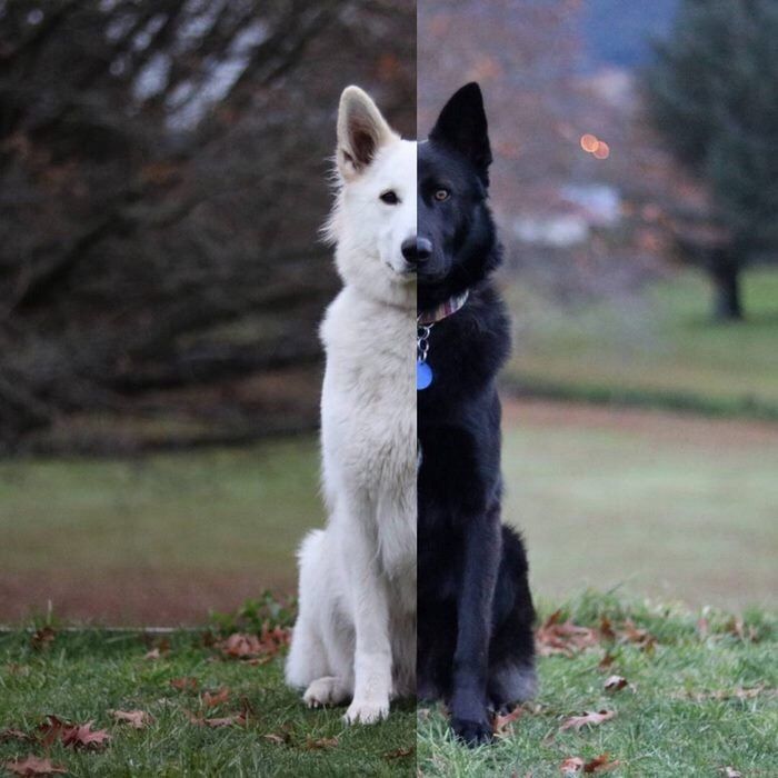 MISTER_GIA's tweet photo. these dog wedding photos will make your day https://t.co/Wg2TAnjnV9