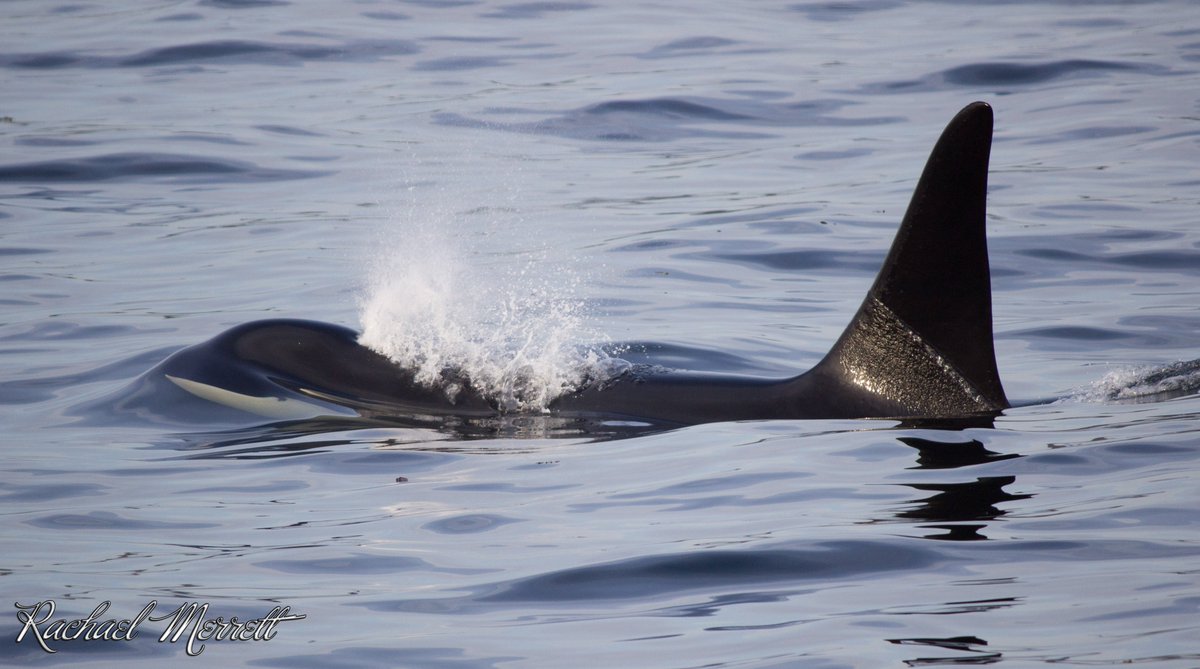 GeorgiaStraitBC's tweet photo. There are countless stories worldwide of orca saving humans, now we need to help save the orca from extinction.
#OrcaMonthBC #OrcaMonth https://t.co/kBk7UI9J0a