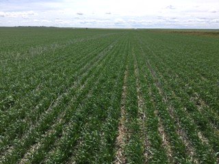 FPGenetics's tweet photo. Thanks for the tour @DonHubble @chinridge #ACTranscend #AACViewfield #CDCLanmarkVB great job producing pedigree seed for #FPG ^CG https://t.co/NfvTXchKox