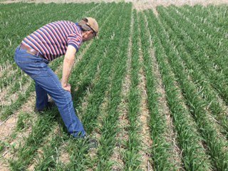 FPGenetics's tweet photo. Thanks for the tour @DonHubble @chinridge #ACTranscend #AACViewfield #CDCLanmarkVB great job producing pedigree seed for #FPG ^CG https://t.co/NfvTXchKox