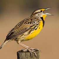 Moore_Packaging's tweet photo. Web-based #Grasslander map gives #ONFarmers the ability to collect data on at-risk birds via @OntarioSoilCrop https://t.co/j7MhuUpEYn #ONAg https://t.co/vMX0UXLp9F