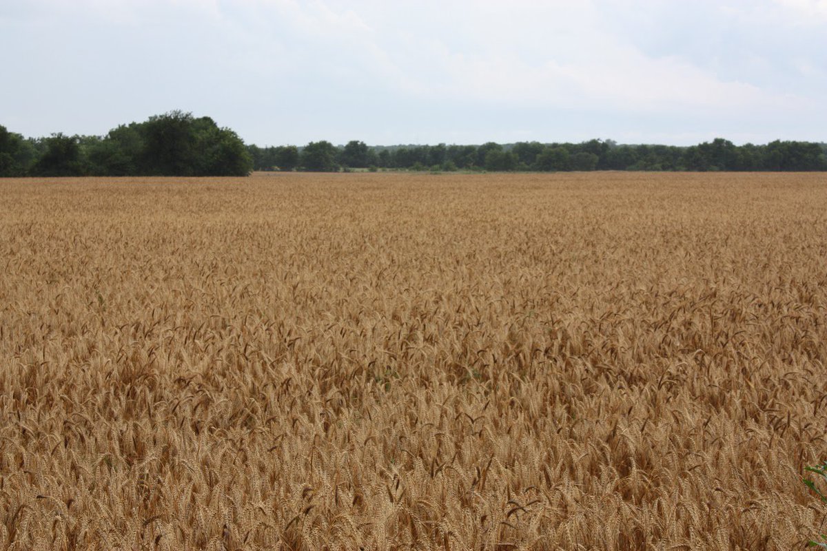 farmpress's tweet image. #WetSpring limited #NETexasWheat crop ht.ly/aNHq30cEvBi