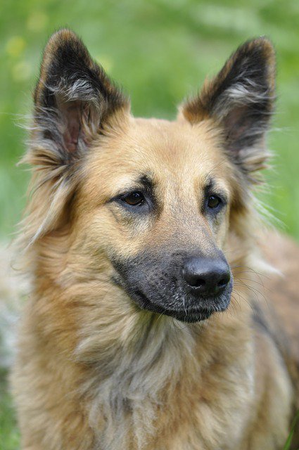 Pawesome_Dogs's tweet photo. Nice dog! #doglover https://t.co/KRDNQBsqzv