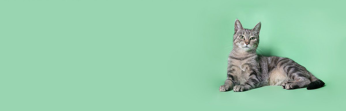 itswherewelive's tweet photo. Five Songs to Listen to Right Meow. Summer Edition: https://t.co/X6QHscHxpm https://t.co/S2nO2JByLh