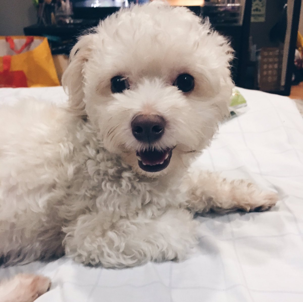 cammmodesto's tweet photo. I missed my babies so muuuuch 😭😭😭 #home https://t.co/mVMaxbR59M