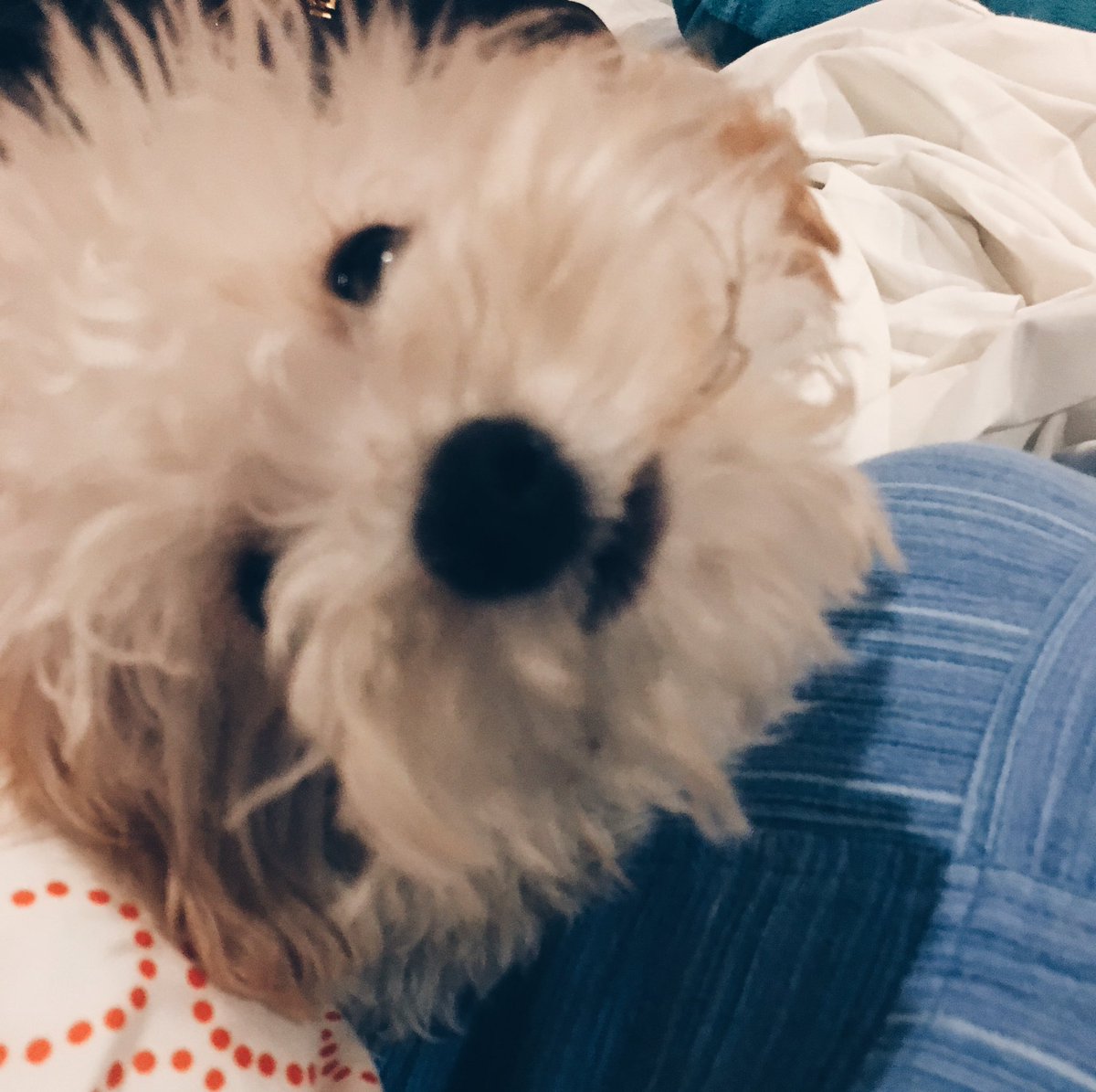 cammmodesto's tweet photo. I missed my babies so muuuuch 😭😭😭 #home https://t.co/mVMaxbR59M