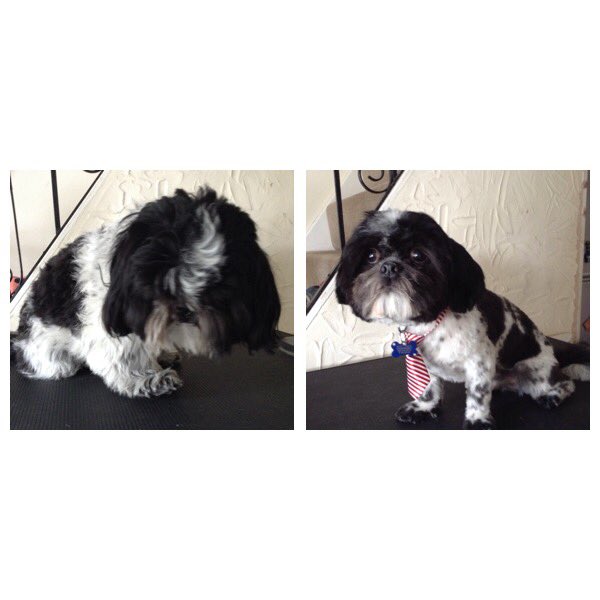 trinalouise1's tweet photo. Wyatt 🐶❤️ https://t.co/P5J7W8hopP