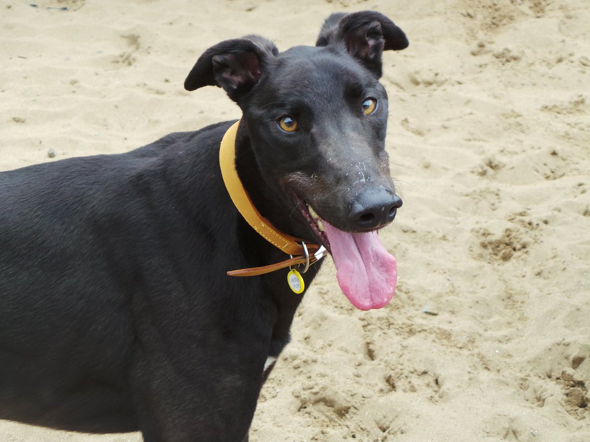 DT_Ilfracombe's tweet photo. Love greyhounds? Step into @DT_Ilfracombe rehoming centre. These gorgeous hounds are all looking for homes! #Greyound #rescuedog #ADIFL https://t.co/dcgcgC3Kgl