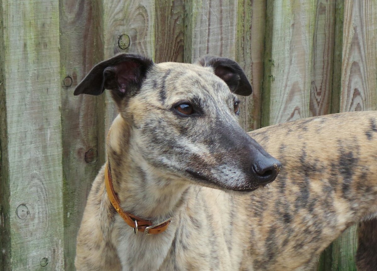 DT_Ilfracombe's tweet photo. Love greyhounds? Step into @DT_Ilfracombe rehoming centre. These gorgeous hounds are all looking for homes! #Greyound #rescuedog #ADIFL https://t.co/dcgcgC3Kgl