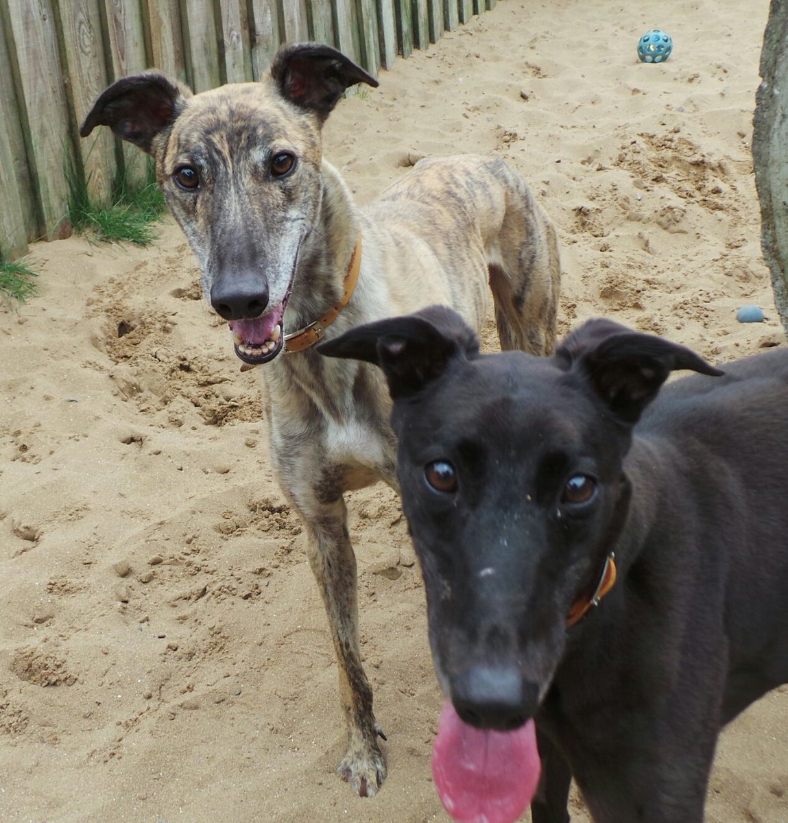 DT_Ilfracombe's tweet photo. Love greyhounds? Step into @DT_Ilfracombe rehoming centre. These gorgeous hounds are all looking for homes! #Greyound #rescuedog #ADIFL https://t.co/dcgcgC3Kgl