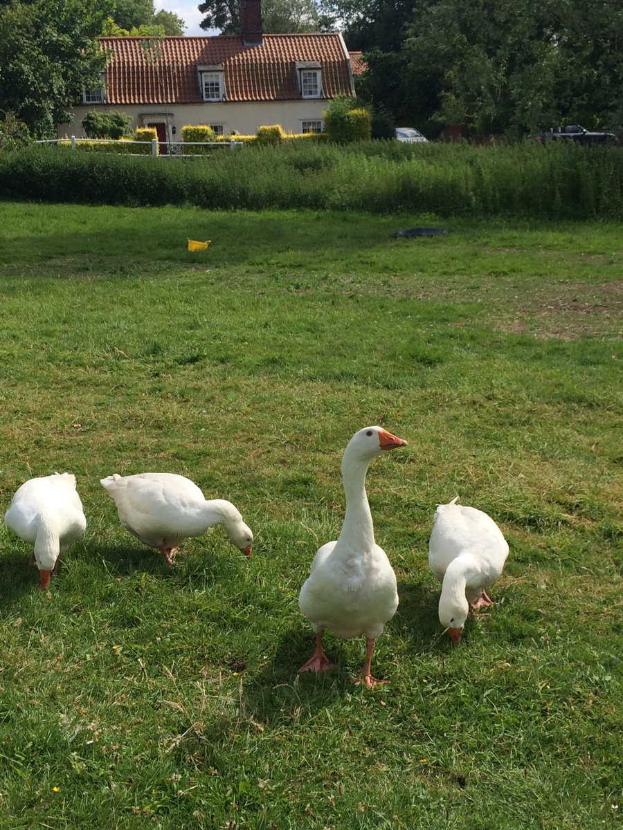 The famous Beyton geese welcome the #bbcaq team to Suffolk.What would you like to ask Ken Clarke <a href="/rachelreevesmp/">Rachel Reeves</a> <a href="/ayocaesar/">Ash Sarkar</a> &amp; <a href="/liamhalligan/">Liam Halligan</a>?