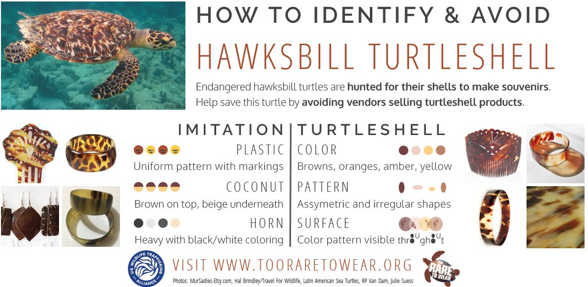 UNEP's tweet photo. Check out how you can spot &amp; avoid items made of Hawksbill turtle shells. Be the change that saves them> https://t.co/epntNd655G /2swc17e https://t.co/dNdKUYEhYs