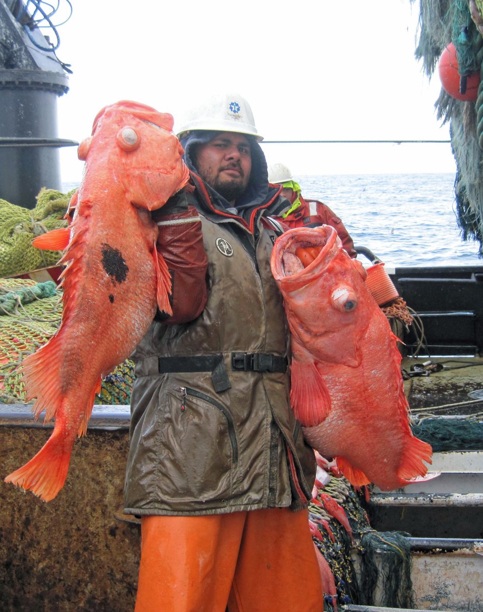 FishFinest's tweet photo. Alaska Fishing Jobs https://t.co/H8gLK2sLXu  
Employment Meeting June 23 #Sacramento #AlaskaJobs #SacramentoJobs #DutchHarbor #Crewshare https://t.co/oFjxKOYME5