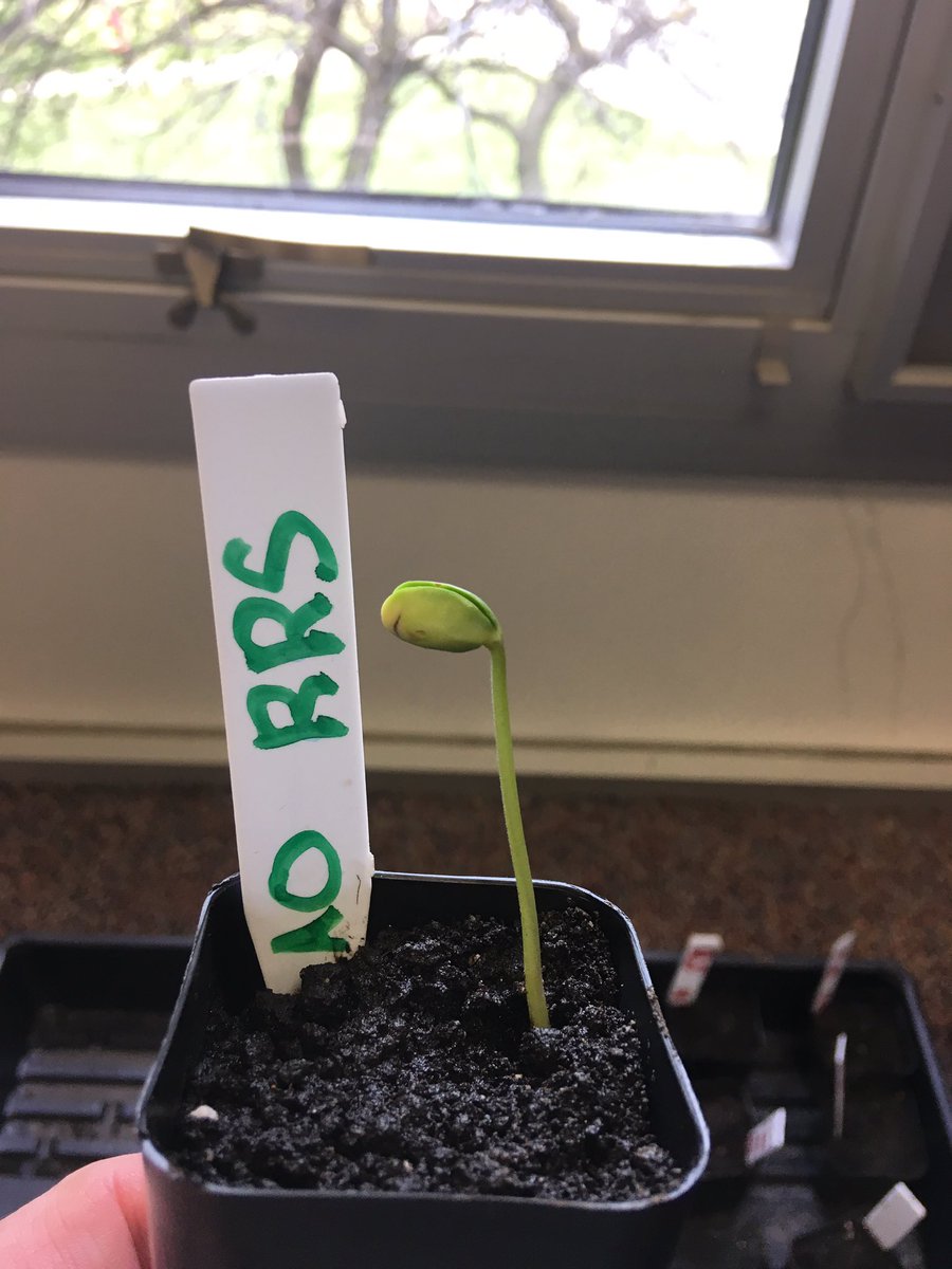 6th grade students in D21- working through the pros and cons of genetically modified seeds #21learns